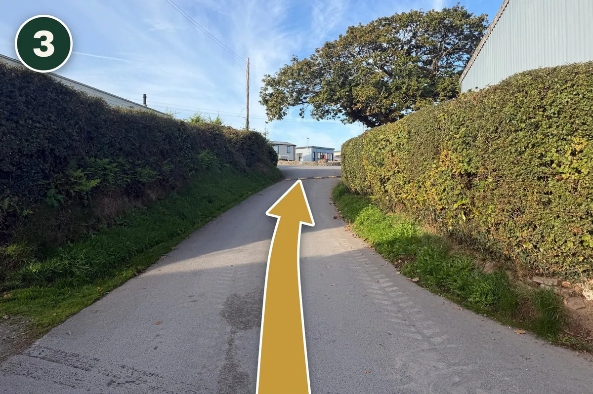 The lane between two tall hedges, with a gold arrow pointing straight ahead.